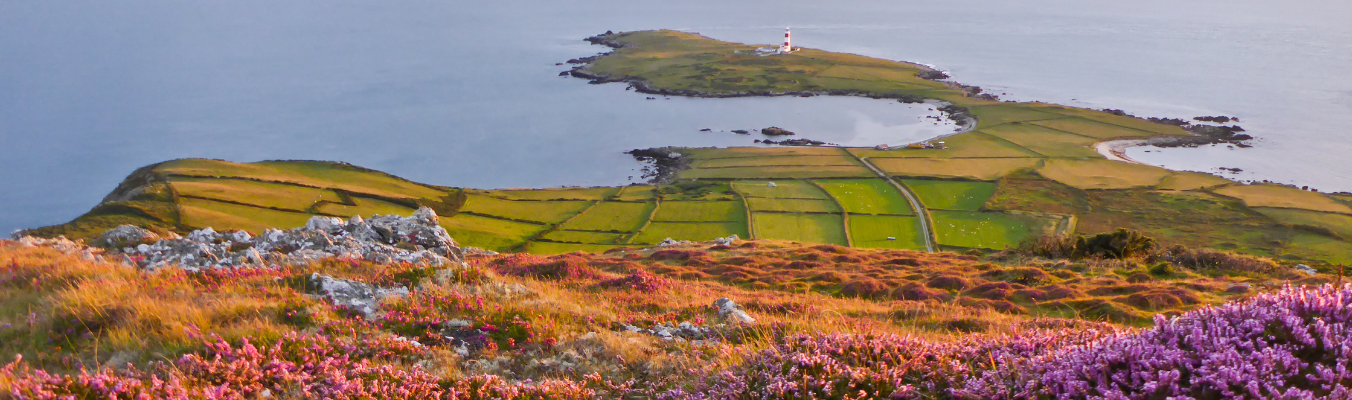 heather on bardsey Island